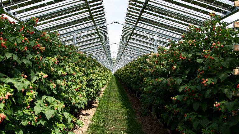 Photovoltaik über Himbeeren Baywa re